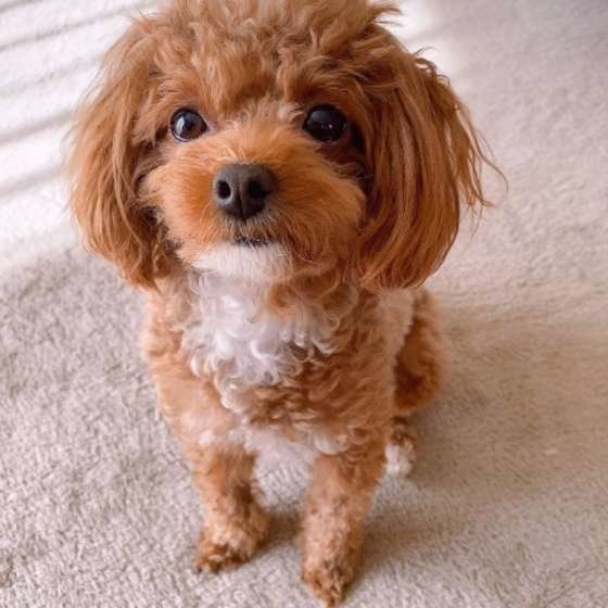 専門家監修 犬用クレートの選び方 ケージとの違いや21年最新おすすめ商品も いぬのきもちweb Magazine